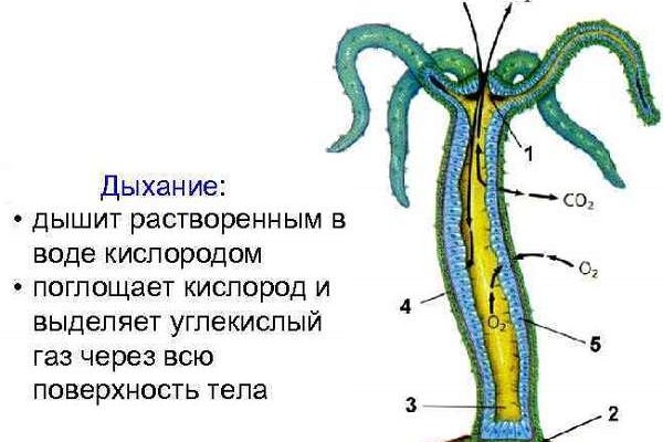 Найти ссылку на кракен