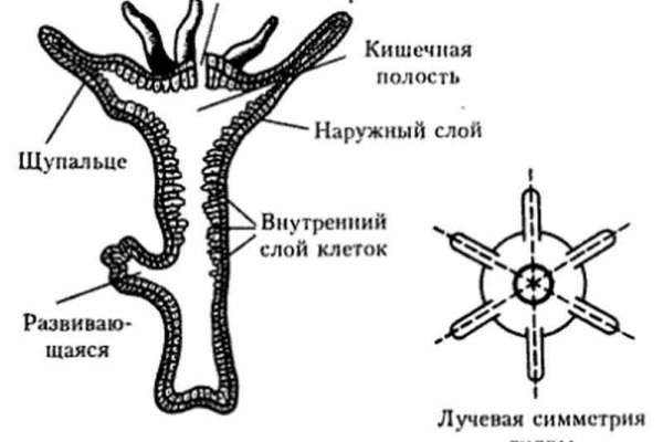 Кракен даркнет официальный